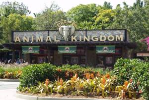 Guide to Disney's Animal Kingdom, Orlando