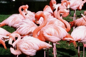 Парк Сады Фламинго, Майами